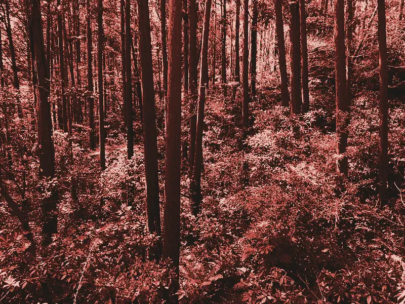 Daibutsu hiking trail, printed in two inks