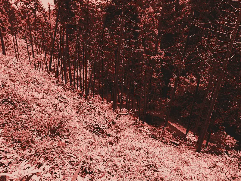Mount Takao, trail 1 or 6, printed in two inks