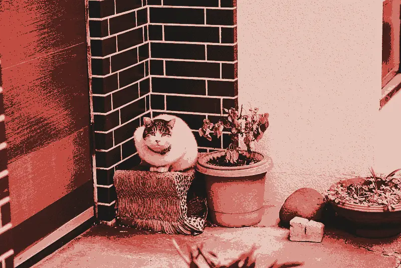 The cats, printed in two inks